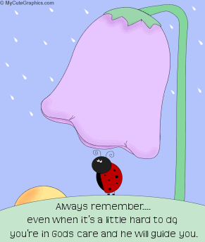 Ladybug In Rain